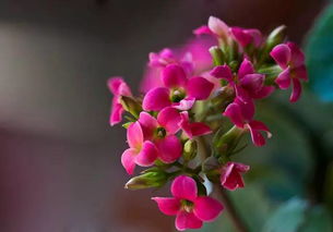 金桂花传递美好祝福，请问它的寓意和花语具体有哪些