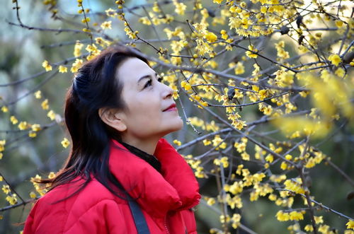 “梅花香自苦寒来你知道它为何如此美丽吗