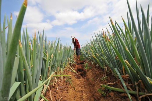 大葱种植中的注意事项