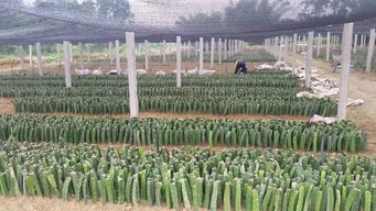 苗木经纪人如何精准定位潜在客户？