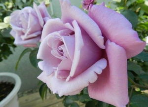 蓝色千层酥月季