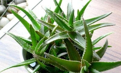 芦荟新芽如何巧妙拆分，一分为二