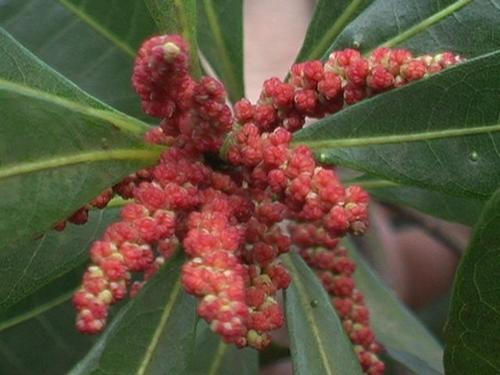 杨梅花开花的大概时间——春季为主