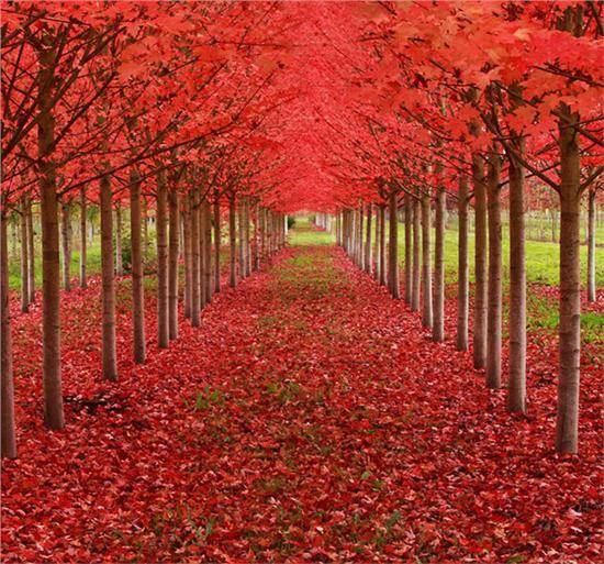 刺玫盆栽苗的生存之道