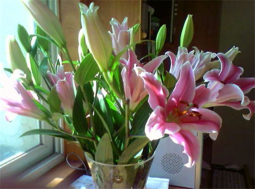 “百合花家居种植，风水吉祥好选择！”