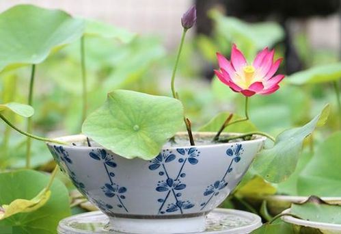 碗莲不能剪枝，是何原因