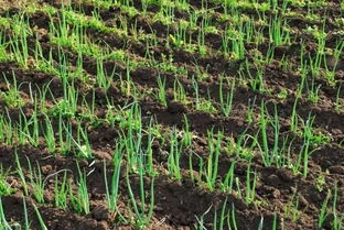 其他除草方法，你了解吗？