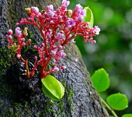花儿们的奇妙旅程