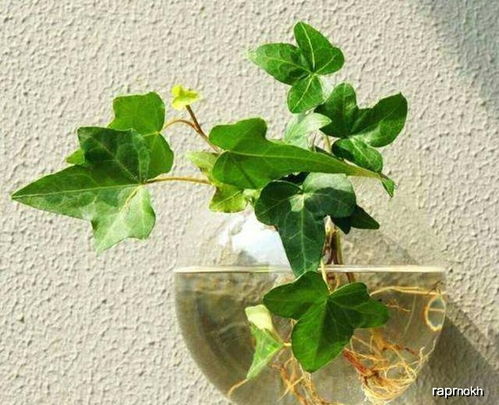 芽的生长也需要营养