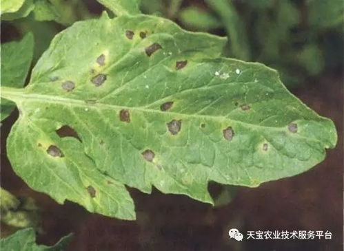 高效药物，茄子虫害克星