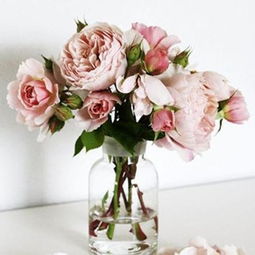 鲜花保鲜的温度之谜：冷还是热？