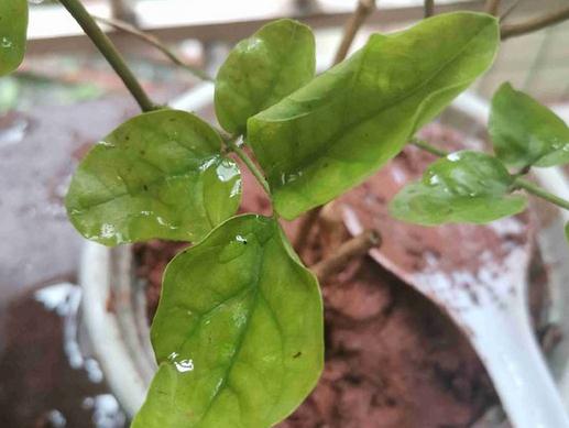 冬青花的养护技巧