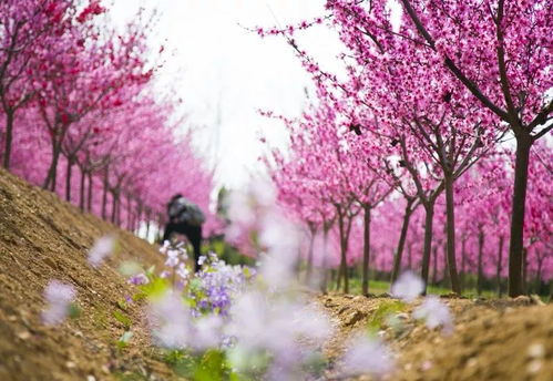 榆叶梅：花芽分化需经历-5℃低温