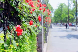 蔷薇花的秘密基地