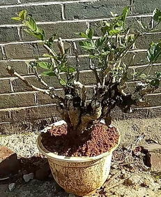 老桩茉莉盆景的养护