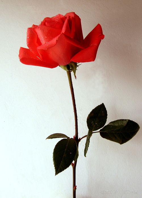 骄傲的白玫瑰：园艺爱好者的心头好