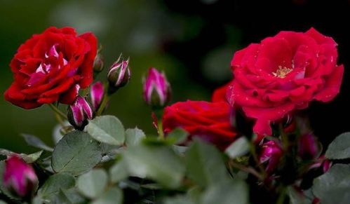 北方冬季室外种植蔷薇花的小秘密