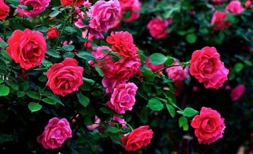 第一步：新土新家，根系扎根