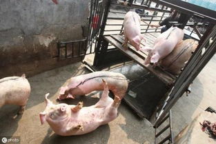 猪高烧不退是哪种猪病引起的？