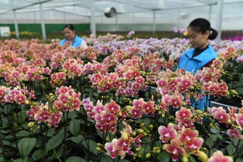 冬日里的兰花香， 东兰群众的增收梦