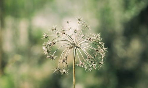 种草那些事儿：高寒地区种草的烦恼与解法