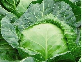 羽衣甘蓝在家怎么种植？如何让绿叶变美食
