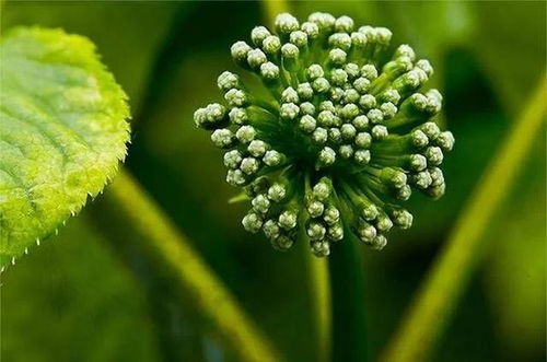 自己动手Zuo蒲草花茶