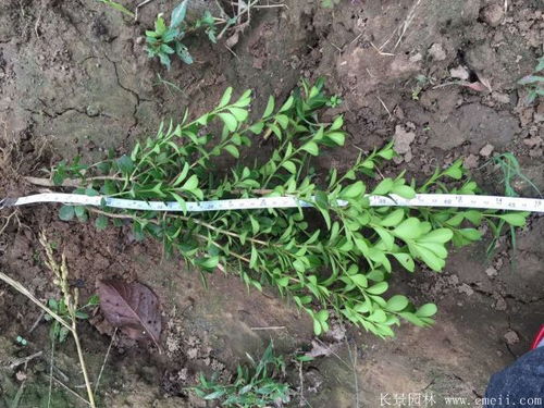 苗床选择， 黄杨扦插的关键