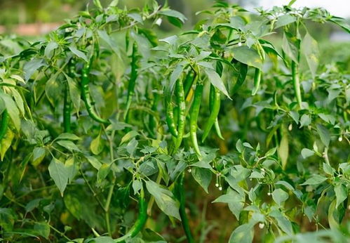 如何减少乙草胺对下茬辣椒的影响