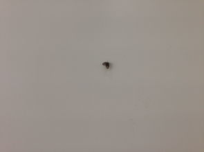 卧室出现大量黑色小飞虫，需找出并消除其来源