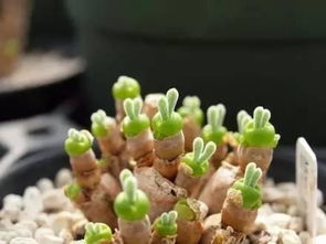 多肉碧光环种子种植，了解种子特性及种植方法