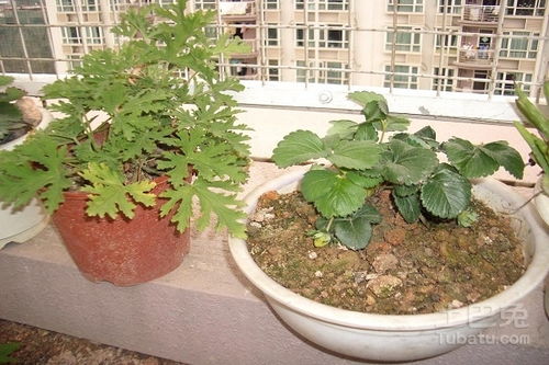 驱蚊草病虫害综合管理技术