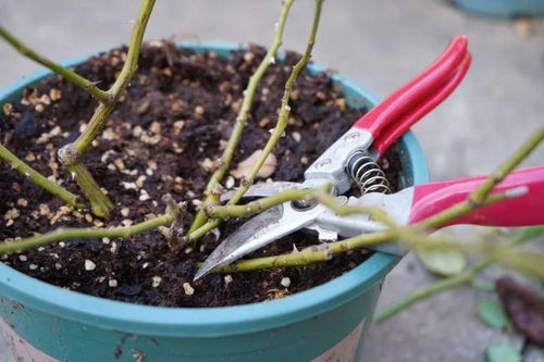 修剪后细心呵护