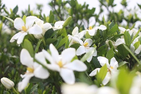 栀子花的药用价值有哪些？