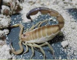 河北蝎子养殖技术：高效繁殖与管理秘籍