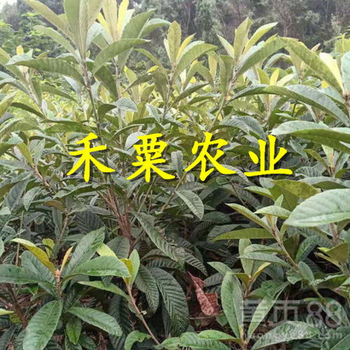 图片里的枇杷树