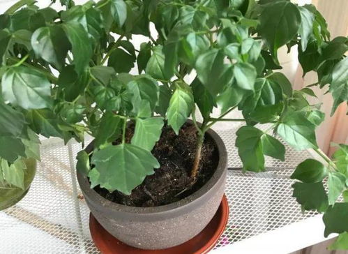 植物中午浇水，这样做真的科学吗