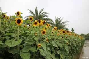 太阳花：花开50朵， 观赏性强