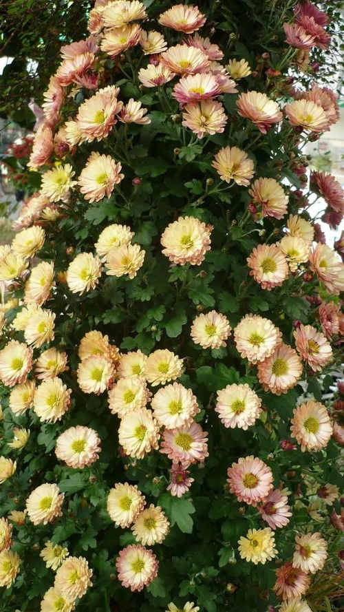 盆栽菊花夏季如何浇水？如何避免叶片发黄