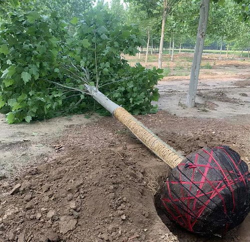 三、 促根促芽：输液、修剪，双重保障