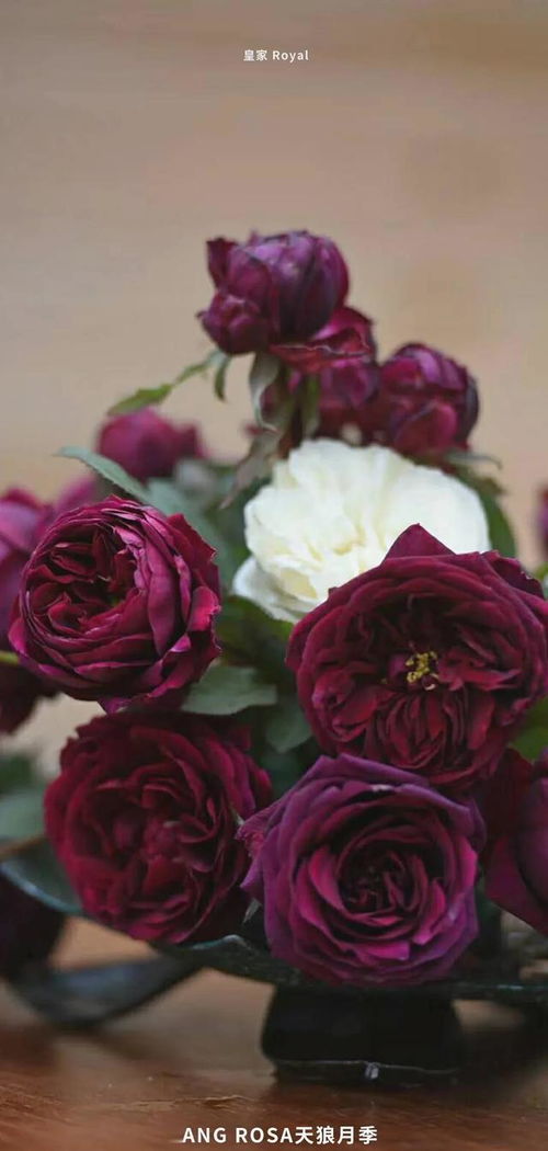 4、进化心理学的堪法