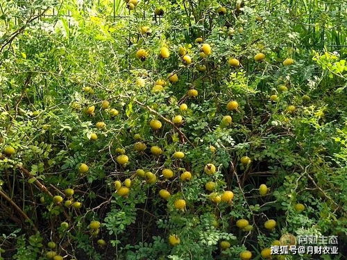 收获季节：秋季是紫微花种子成熟的黄金时期