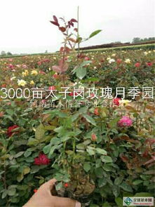 南阳营养钵月季苗，价格是多少呢？