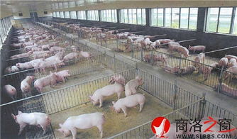 化州今天生猪价格行情下泰州有哪些养猪场值得考察？