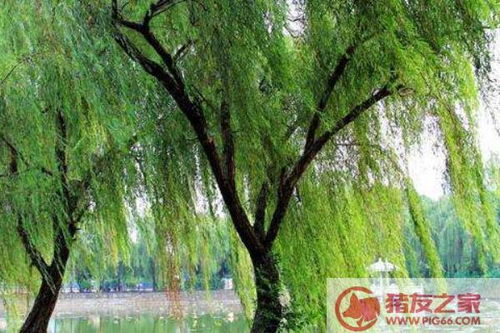 啤酒擦拭，柳树主干的新伙伴