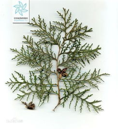 竹叶， 也许也不是呢