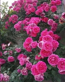 藤本月季的特点