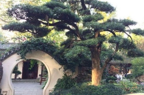 井边种树首选！绿化好选择