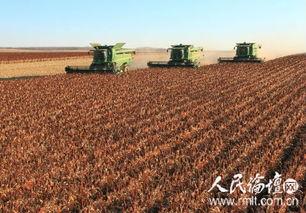 2023年高梁玉米亩产多少斤，高梁的亩产是多少斤？