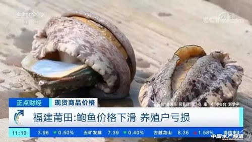 鲍鱼养殖户利用互联网，打造品牌